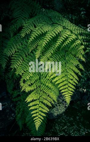 Farne im Wald, Madeira. Schönen Farnen Blätter Laub. In der Nähe von wunderschönen wachsenden Farne im Wald. Natürliche Blumen farn Hintergrund Stockfoto