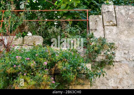 Ein kleines grau-weißes Tabby-Kätzchen versteckt sich im Gebüsch entlang einer alten Mauer in der Stadt Matera, Italien. Stockfoto
