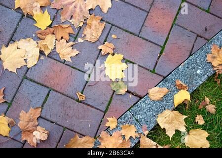 Trockener herbstlicher Ahorn-Laub auf einem Gehweg mit Kopfsteinpflaster. Stockfoto