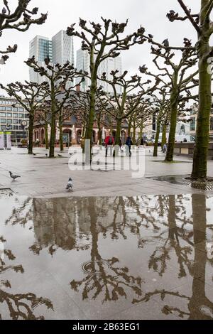 Bestäubte Platanen im Winter, Hauptwache plaza, Frankfurt, Deutschland Stockfoto