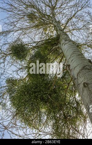 Mistel, Visco-Album, wächst auf einem Baum in Suffolk, England. Stockfoto