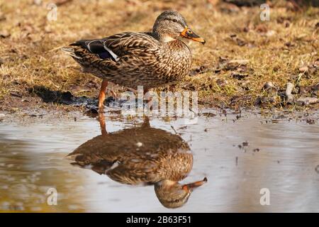 Mallard Ducks Männer und Frauen Stockfoto