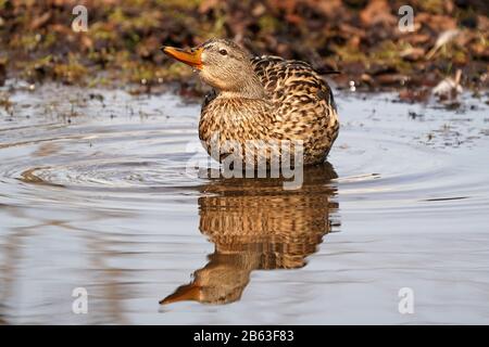 Mallard Ducks Männer und Frauen Stockfoto