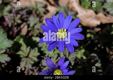 Anemone oder Winterwindblume im Garten. Sie ist eine im Südosten Europas, in der Türkei, im Libanon und in Syrien heimische blühende Pflanze. Stockfoto
