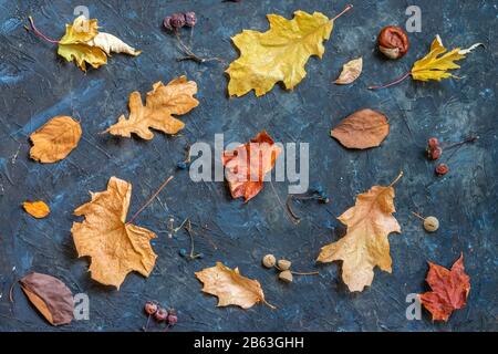 Bunte, umgestürzte Blätter verschiedener Bäume auf dunklem Hintergrund, Herbstkonzept Stockfoto