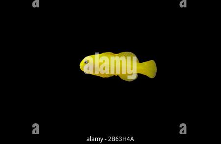 Gelbklügelkorallengoby isoliert im Aquarium Stockfoto