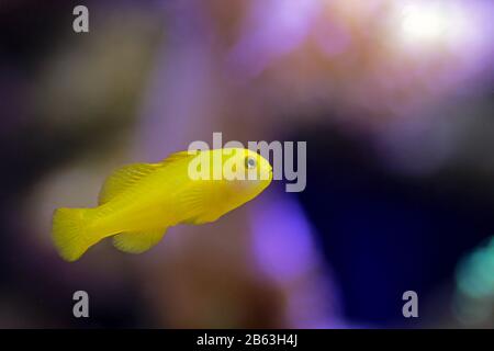 Gelbklügelkorallengoby isoliert im Aquarium Stockfoto