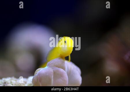 Gelbklügelkorallengoby isoliert im Aquarium Stockfoto