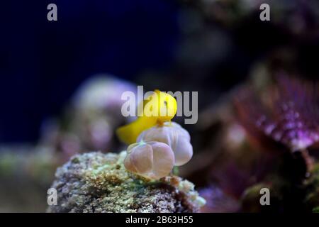 Gelbklügelkorallengoby isoliert im Aquarium Stockfoto