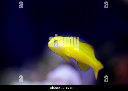 Gelbklügelkorallengoby isoliert im Aquarium Stockfoto