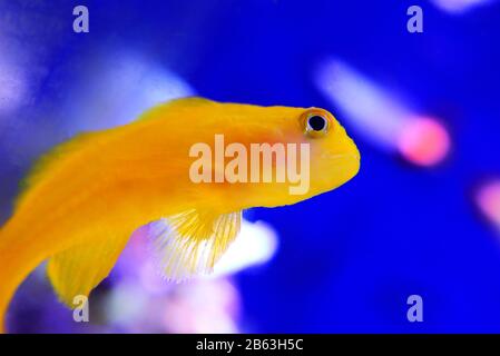 Gelbklügelkorallengoby isoliert im Aquarium Stockfoto