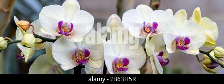 Phalaenopsis Moth Orchideen, weiß und rosa. Pegatinas weiß Stockfoto