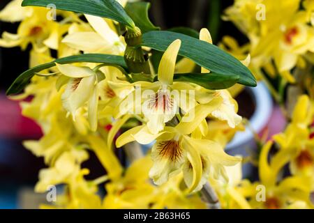 Schöne gelbe Orchidee Dendrobium Stardust Chiyomi. Nahaufnahme Stockfoto