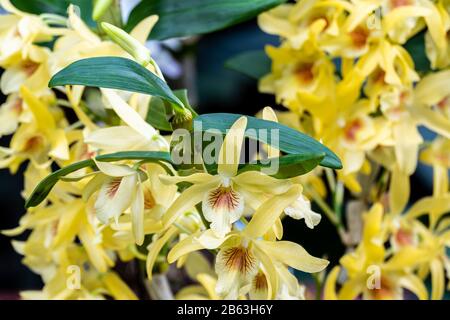 Schöne gelbe Orchidee Dendrobium Stardust Chiyomi. Nahaufnahme Stockfoto