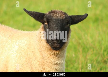 Suffolk Lamm Porträt Stockfoto