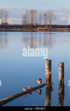 Enten und Kanadas Gänse auf schwimmenden Holzstämmen inmitten einer Reihe von Pilings an der Steveston-Küste in British Columbia Kanada Stockfoto
