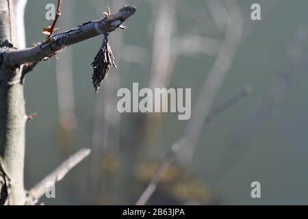 Bagworm Moth Cocoon hängt von der Winterzeit der Baumgliedmaßen Stockfoto