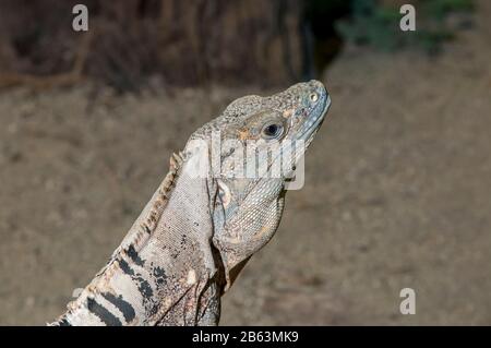 Reptile and Amphibian Discovery Zoo, Owatonna, Minnesota. Mexikanischer Diny-tailed Iguana, Ctenosaura pectinata. Stockfoto