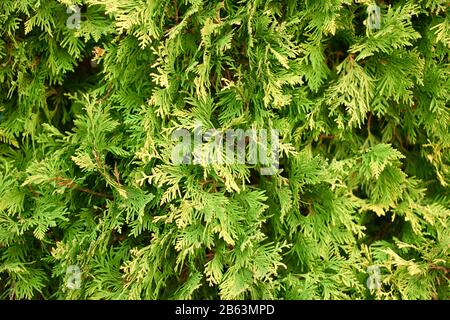 Struktur der grünen Wacholderblätter. Stockfoto