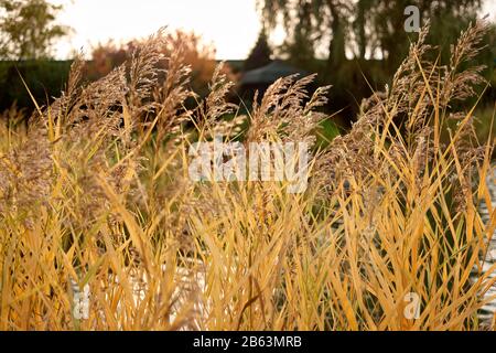 Herbstliche goldene Schilf in der Nähe des Sees. Stockfoto