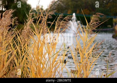 Gelbes, herbstliches Schilf dicht oben. Stockfoto