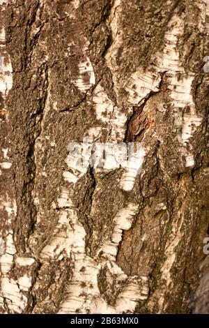 Baumrindentextur aus Birken. Stockfoto