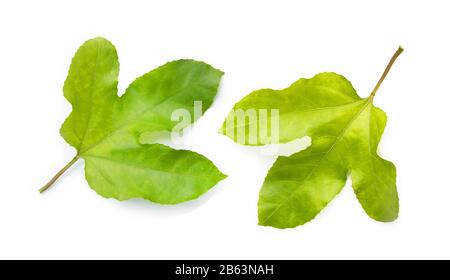 Passionsfrucht hinterlässt weißen Hintergrund. Stockfoto