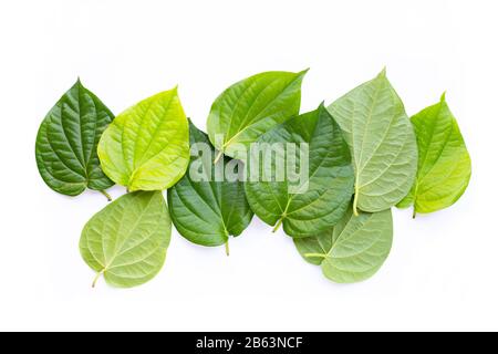 Grüne betelblätter, frische Piper betle auf weißem Hintergrund. Stockfoto