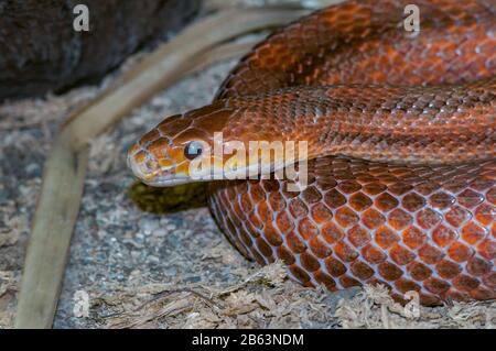 Owatonna, Minnesota. Reptilien- und amphibischer Entdeckungszoo. Everglades Ratsnake, Elaphe obsoleta rossalleni. Stockfoto