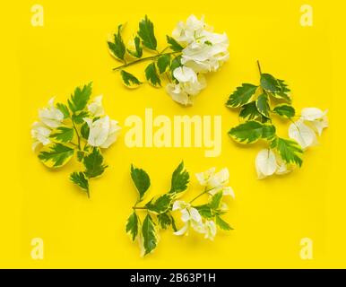 Weiße Bougainvillea-Blume auf gelbem Surfac-Hintergrund. Kopierbereich Stockfoto
