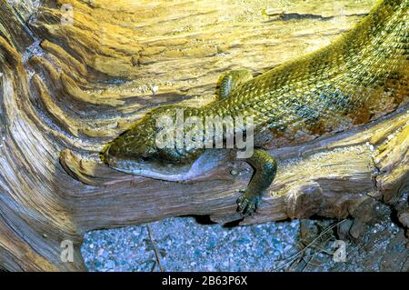 Owatonna, Minnesota. Reptilien- und amphibischer Entdeckungszoo. Blautoniger Skink, Tiliqua gigas. Stockfoto