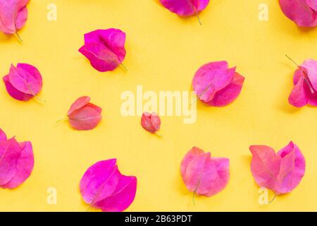 Schöne rote Bougainvillea Blume auf gelben Hintergrund. Ansicht von oben Stockfoto