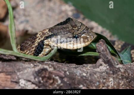 Owatonna, Minnesota. Reptilien- und amphibischer Entdeckungszoo. Östliche Hognase Schlange, Heterodon Platirhinos. Stockfoto