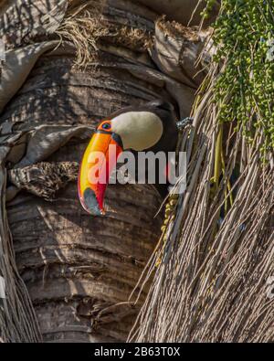 Wilder Toco-Toucan beim Essen auf der Palme in Brasilien (Ramphastos toco) Stockfoto