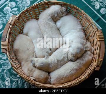 Portrait eines Wurfs eines adligen goldenen Vergeltungswelpen oder Babys, die in einem Korbkorb schlafen Stockfoto