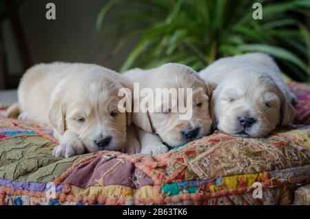 Portrait eines Wurfs eines adligen goldenen Vergeltungswelpen oder Babys, die schlafen Stockfoto