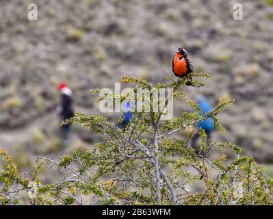 Eine schöne, langschwändige meadowlark, die mit Wanderern im Hintergrund singt, in El Calten, patagonien, Argentinien Stockfoto