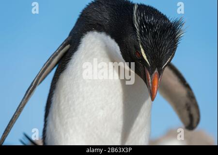 Rockhopper Pinguin (Eudyptes chrysocome), Pebble Island, Falkland Islands. Stockfoto