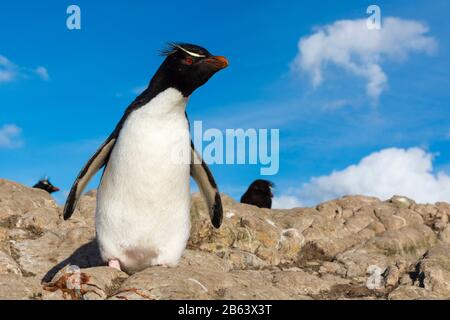 Rockhopper Pinguin (Eudyptes chrysocome), Pebble Island, Falkland Islands. Stockfoto