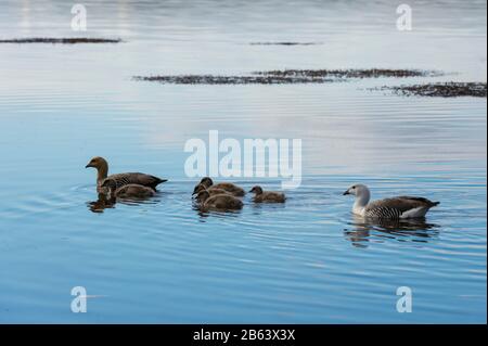 Familie der Uplandgänse (Chloephaga picta), Kieselinsel, Falklandinseln. Stockfoto