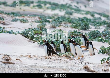 Gentoo Pinguine (Pygoscelis papua), Volunteer Point, Falkland Islands. Stockfoto