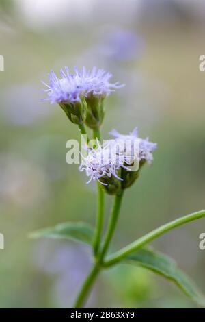 Ageratum conyzoides Stockfoto