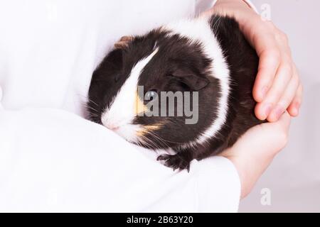 Guinea-Schwein, das in den Armen einer Person oder eines Kindes versteinert und in die Arme gegriffen wird, Nahaufnahme. Stockfoto