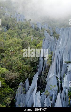 Pinnacles in Mulu National Parc in Malaysia Stockfoto