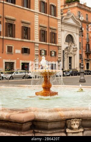 Rom. Italien - 22. März 2017: Möwe im Brunnen in Rom. Stockfoto