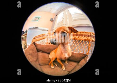 Chihuahua entspannen auf einer Couch in Kuba Stockfoto