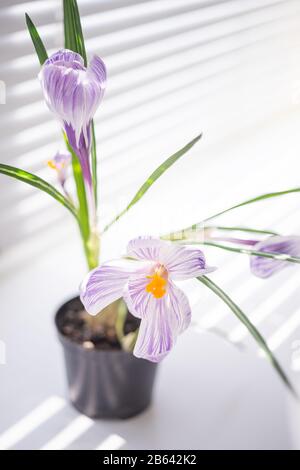 Violett weiße Krokusblüte in einer Vase auf der Fensterbank. Stockfoto