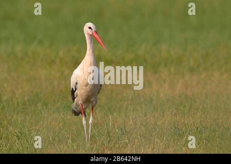 Weißer Storch (Ciconia Ciconia) stehen auf einer Wiese, Burgenland, Österreich Stockfoto