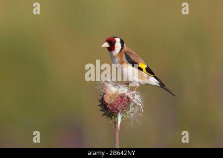 Europäischer Goldfinch (Carduelis carduelis) auf einer Distel (Carduus nutans), Neusiedler See, im burgenländischen Österreich Stockfoto