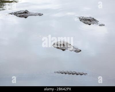 Amerikanische Krokodile (Crocodylus acutus) in Wasser, gefangen, St. Augustine Alligator Farm Zoological Park, St. Augustine, Florida, USA Stockfoto